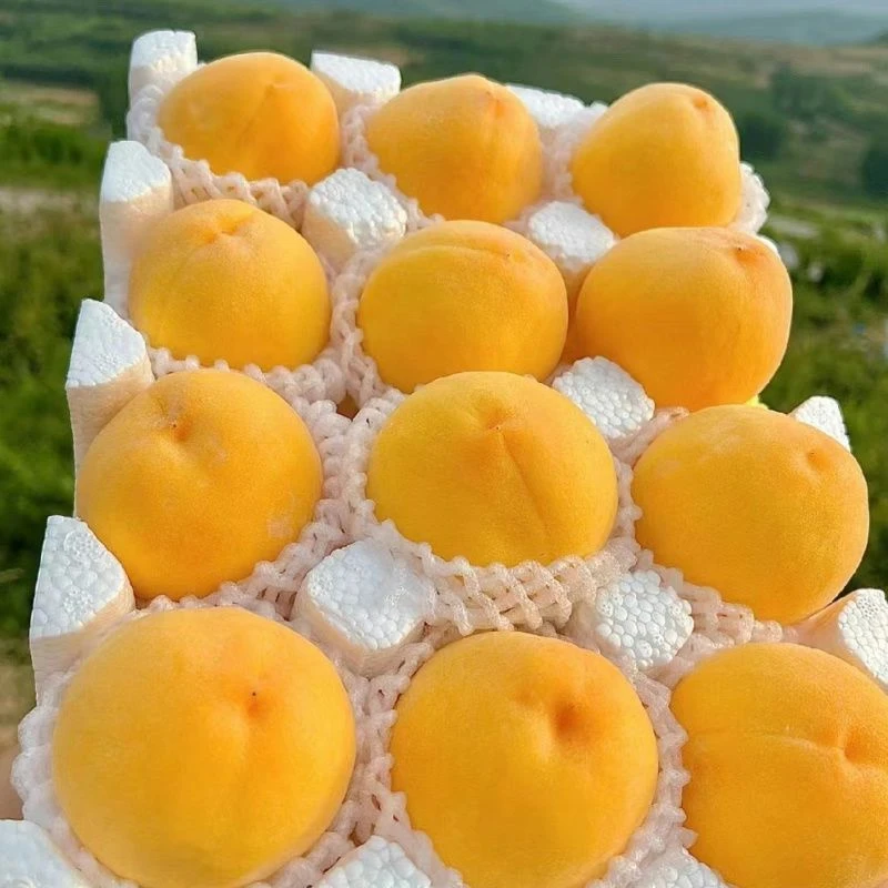 ［生鲜专线］山东蒙阴新鲜应季黄毛桃蜜桃脆甜多汁果园直发现摘现发