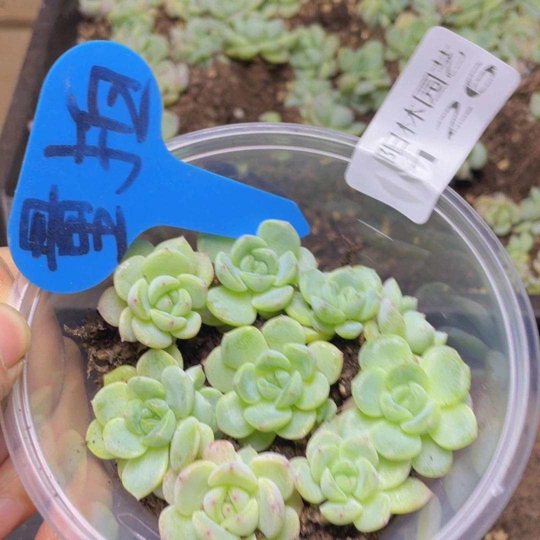 量拍多肉植物多肉植物126