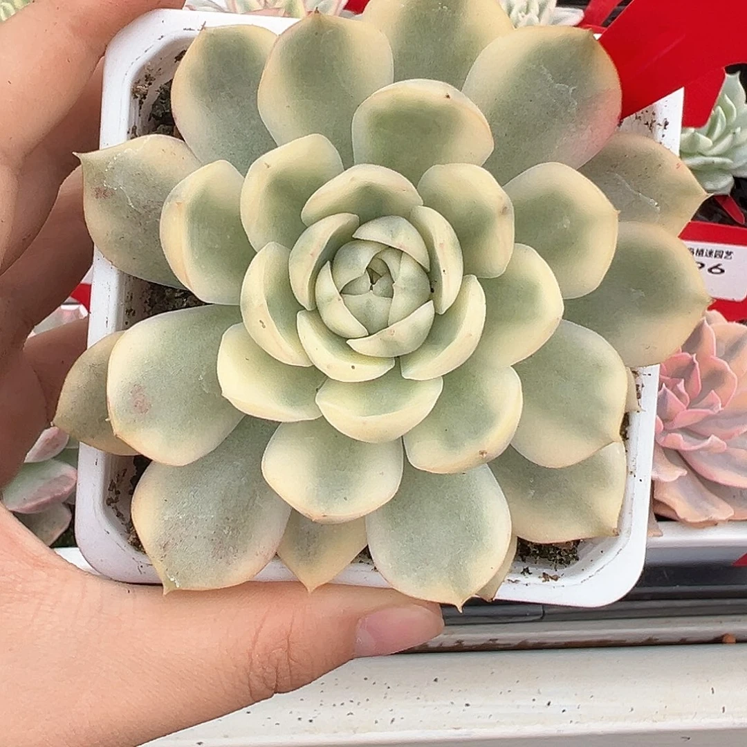 126号韩水晶锦多肉植物