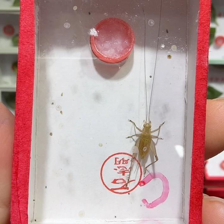 蟋蟀石老师沪C一条包邮