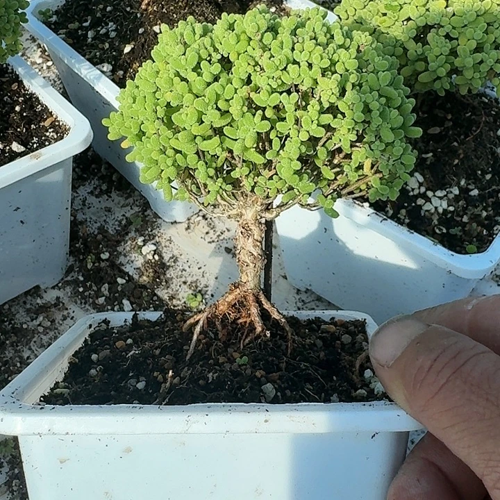 ****默当前无花朵，栽培后可花朵