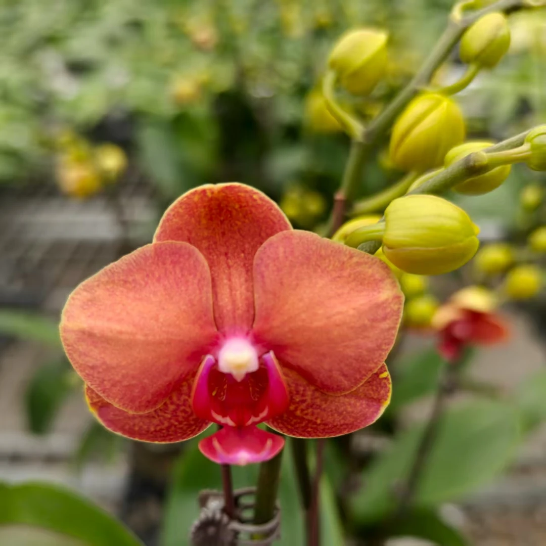 【金桔】橘色系中花型室内好养护带花带苞蝴蝶兰
