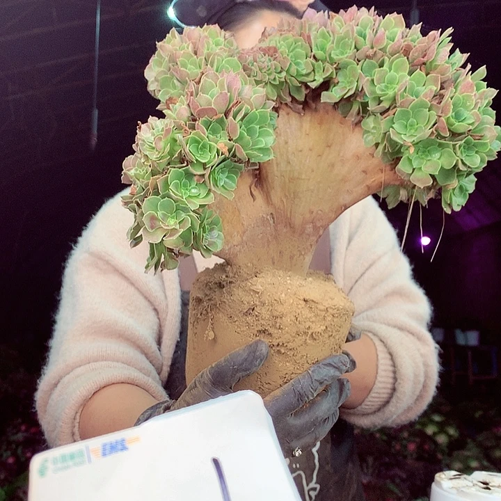 柒柒精品多肉脱土发货不包断侧枝021