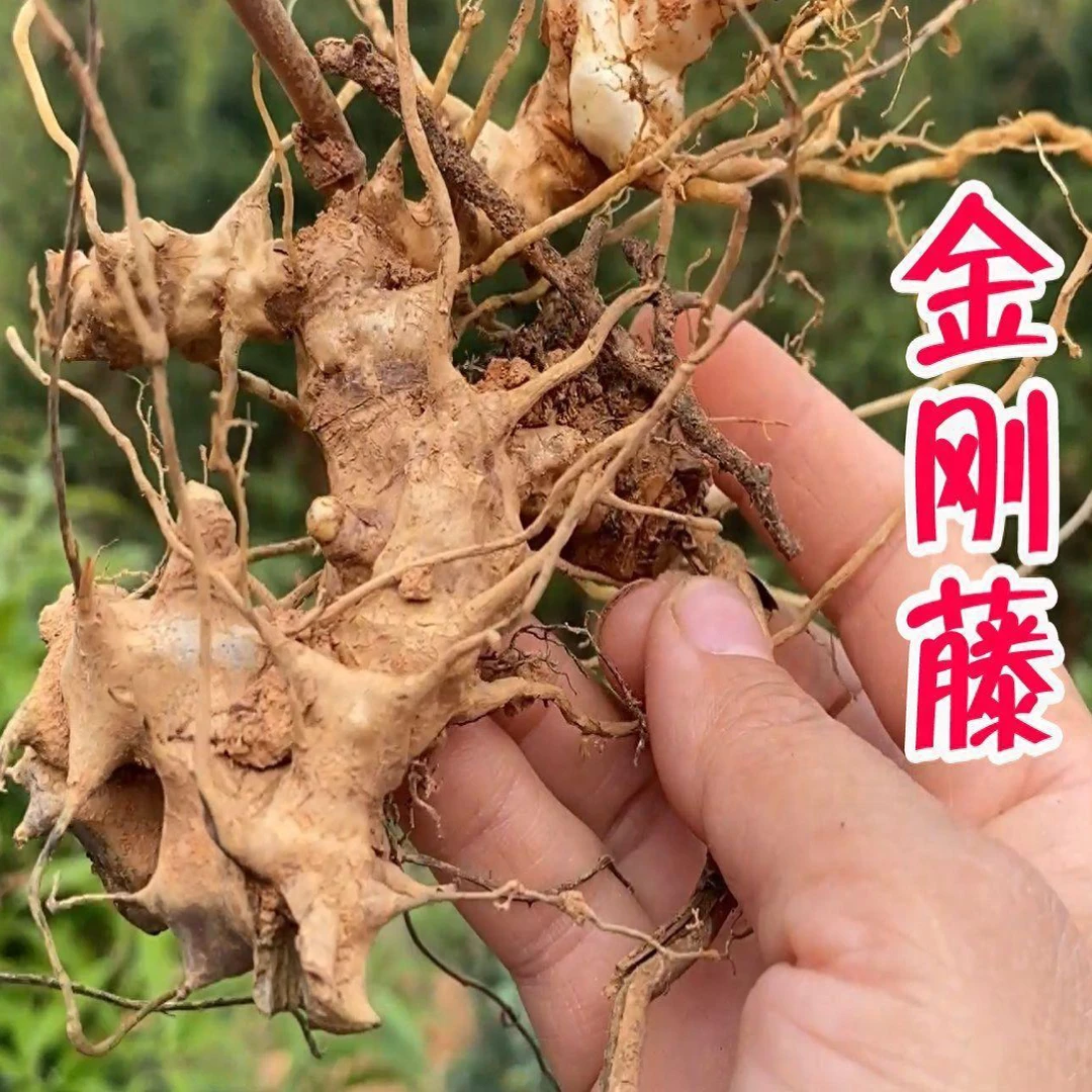 广西野生金刚藤、菝葜、铁菱角新鲜切片