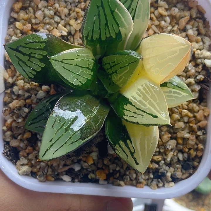 8.十二卷实生寿锦。