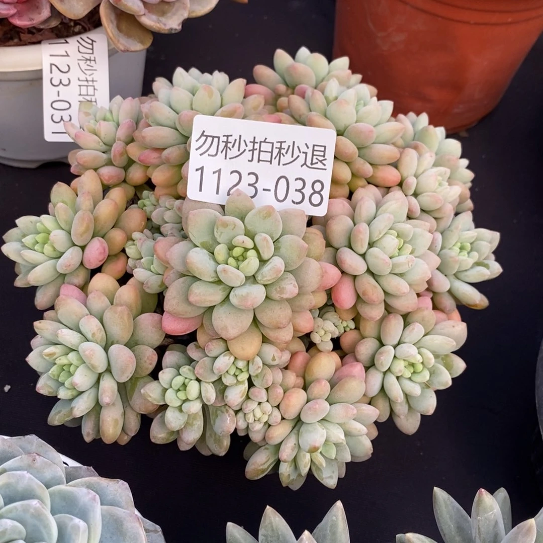 两单包邮1123-38鱼子酱