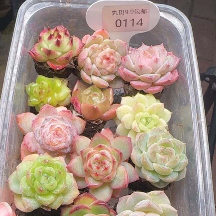 114号      新粉伴手礼拍一发12