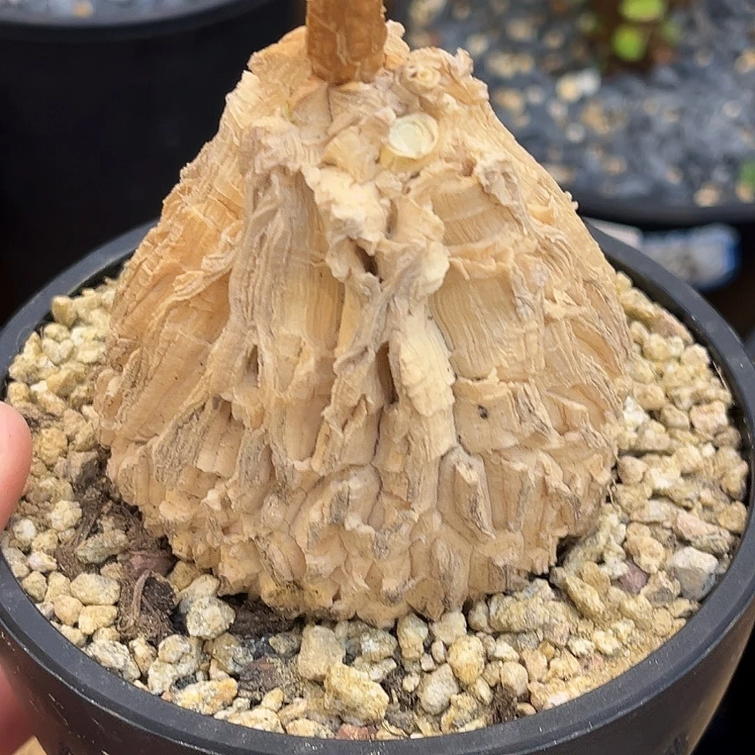 精品龟甲罗魔，6.6公分圆润