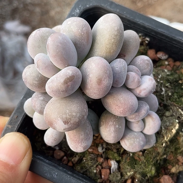 一物一拍满18包邮