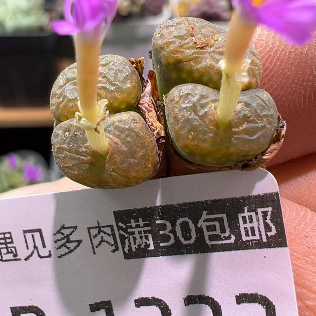 322 多肉植物1111111111111