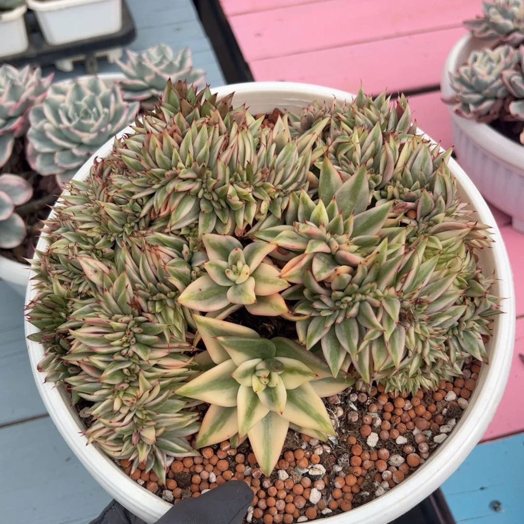 清纯乌木锦缀化，大盘龙带龙头