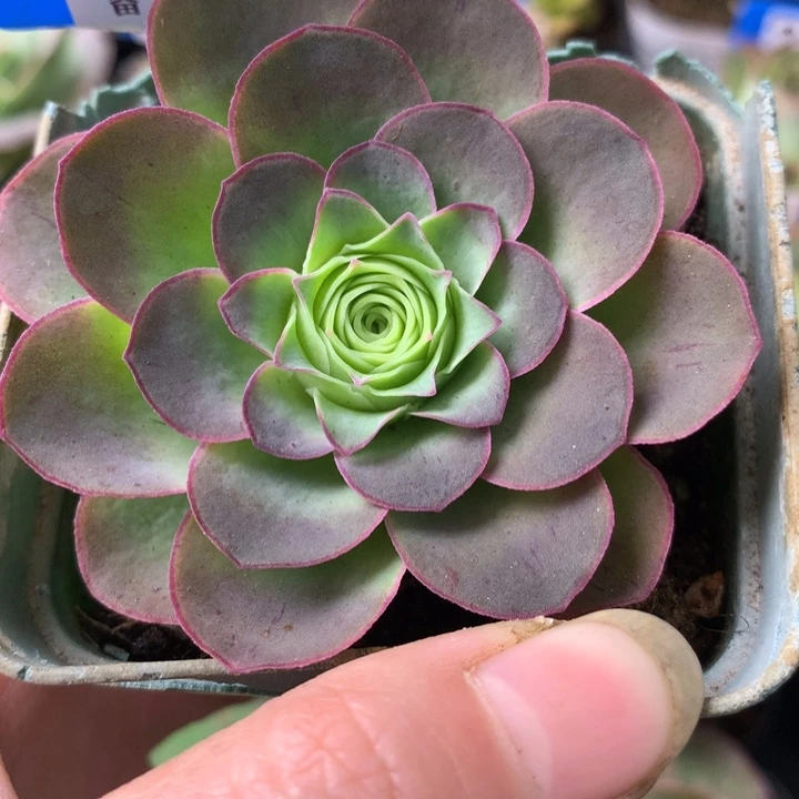 一物一拍蕾丝茉莉020