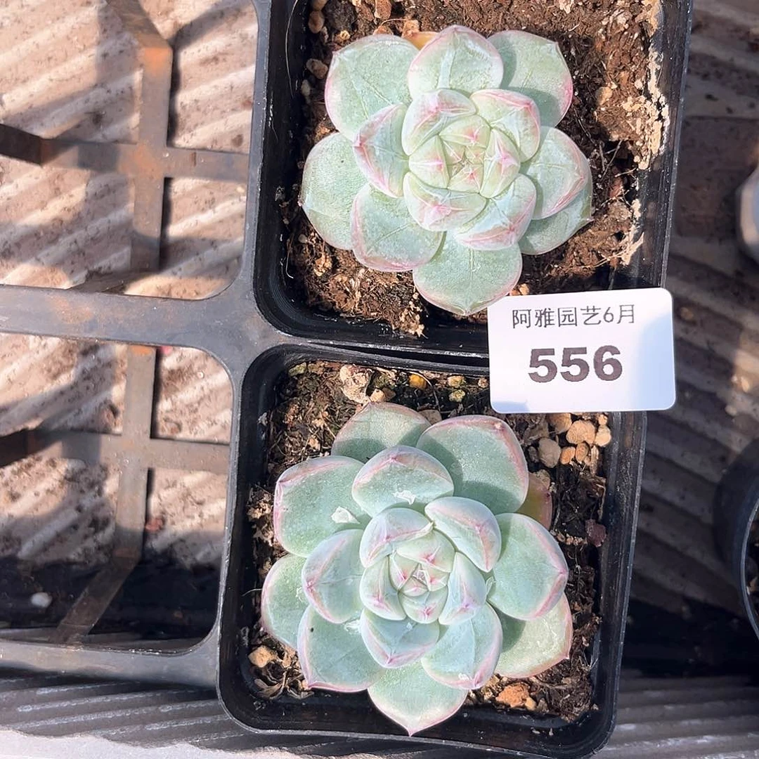 阿雅园艺。   556钻石4