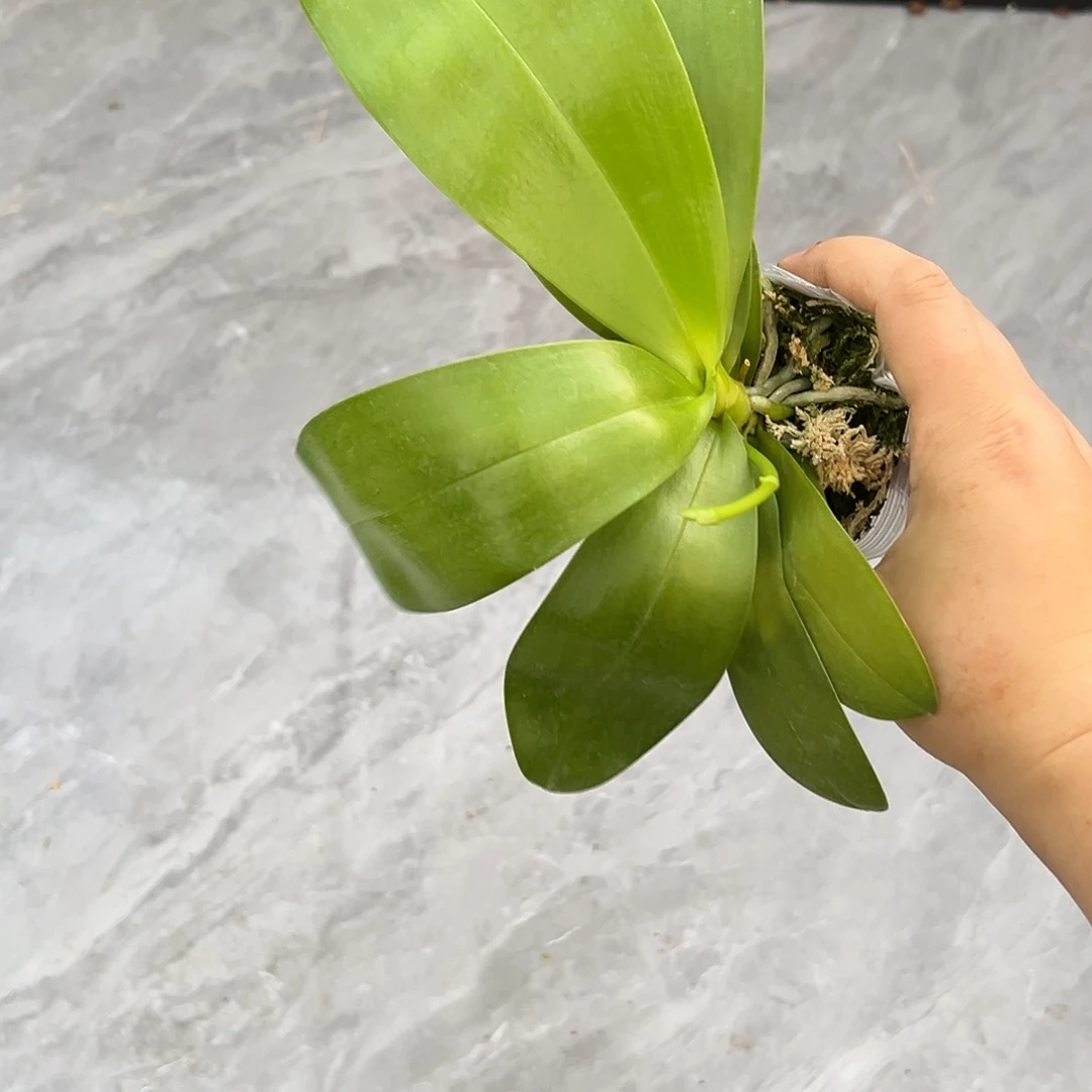 完全开放柳林蓝猫2.8寸杯