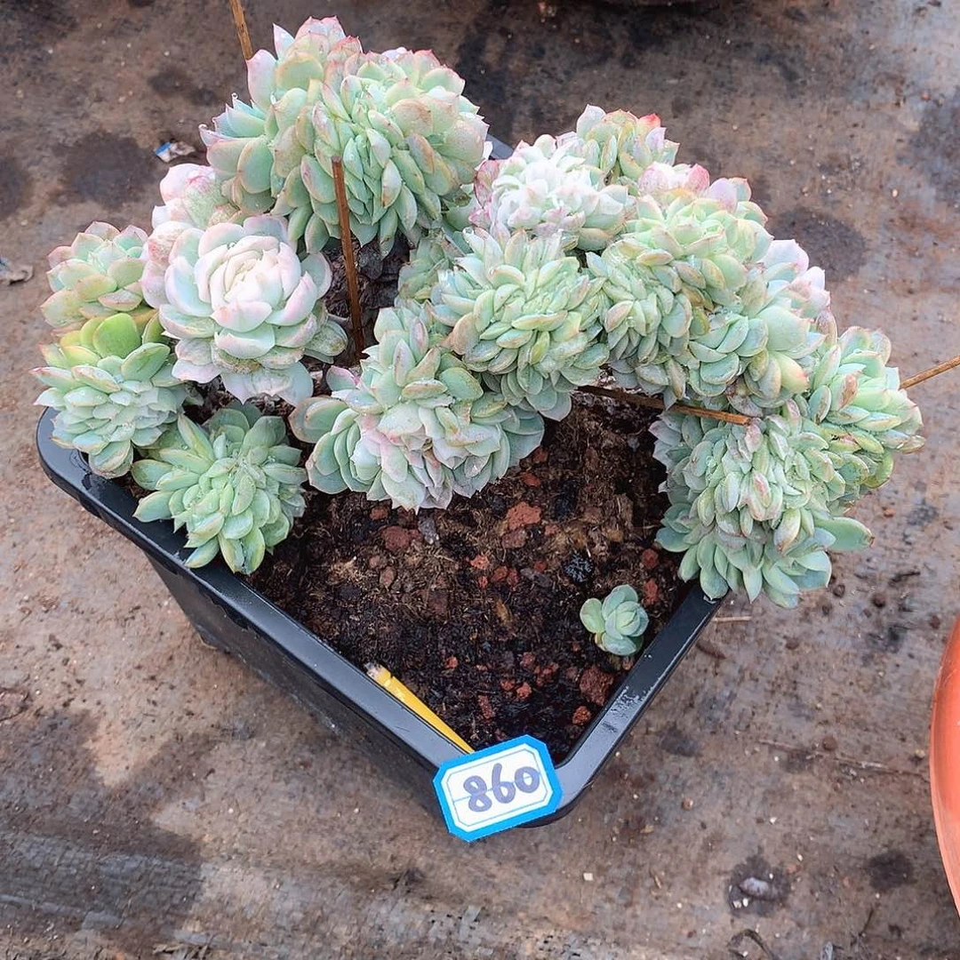 860贝瑞锦缀一物一拍多肉