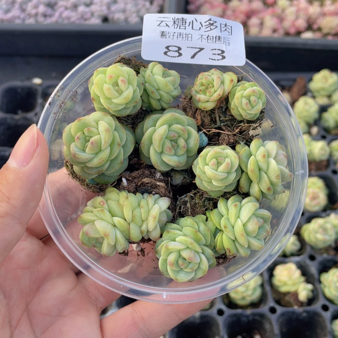 云糖心多肉植物873