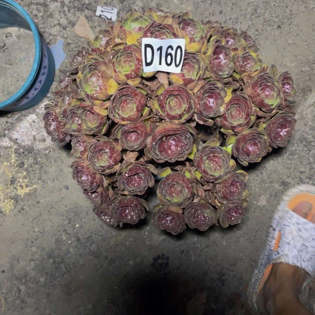 黑魔法师16/45baoy