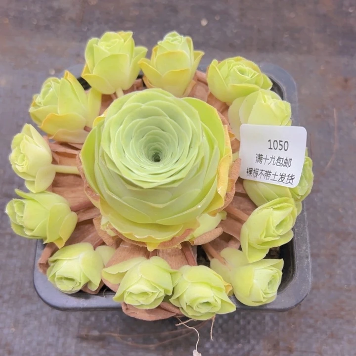 1050 裸根不带土发货不包损