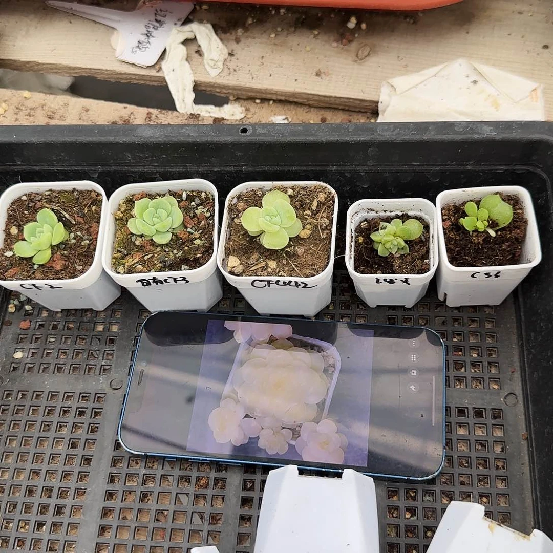 财富5件各一个满25包邮