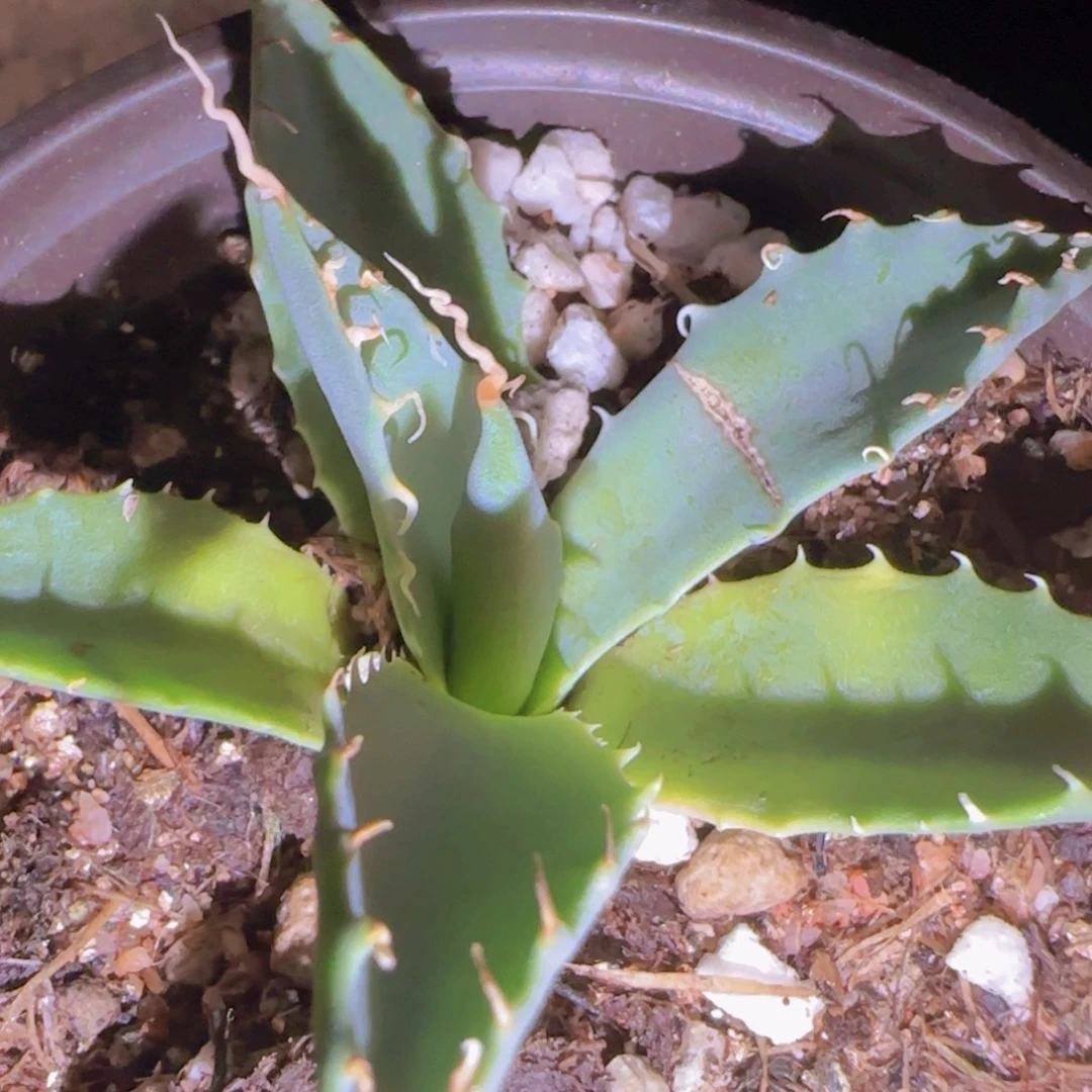 L***e块根植物块根植物