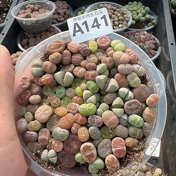 141多肉植物多肉植物