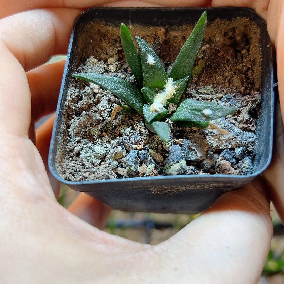 11号实生博士牡丹杂4公分