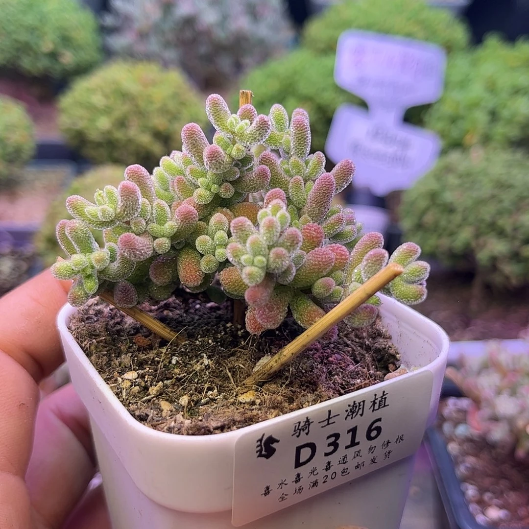 316优选冰晶枝干番杏