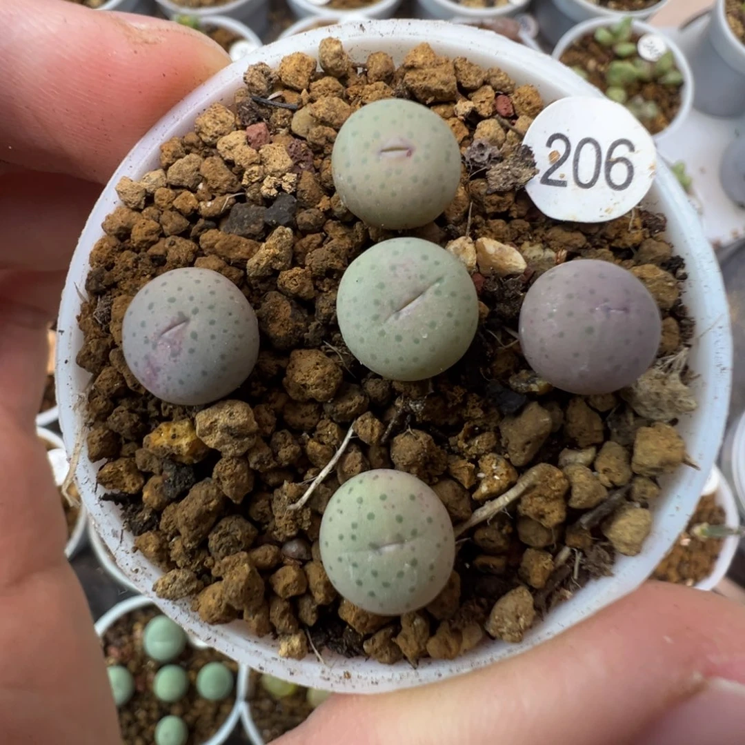 大型奶油嘴一颗脱土2060000