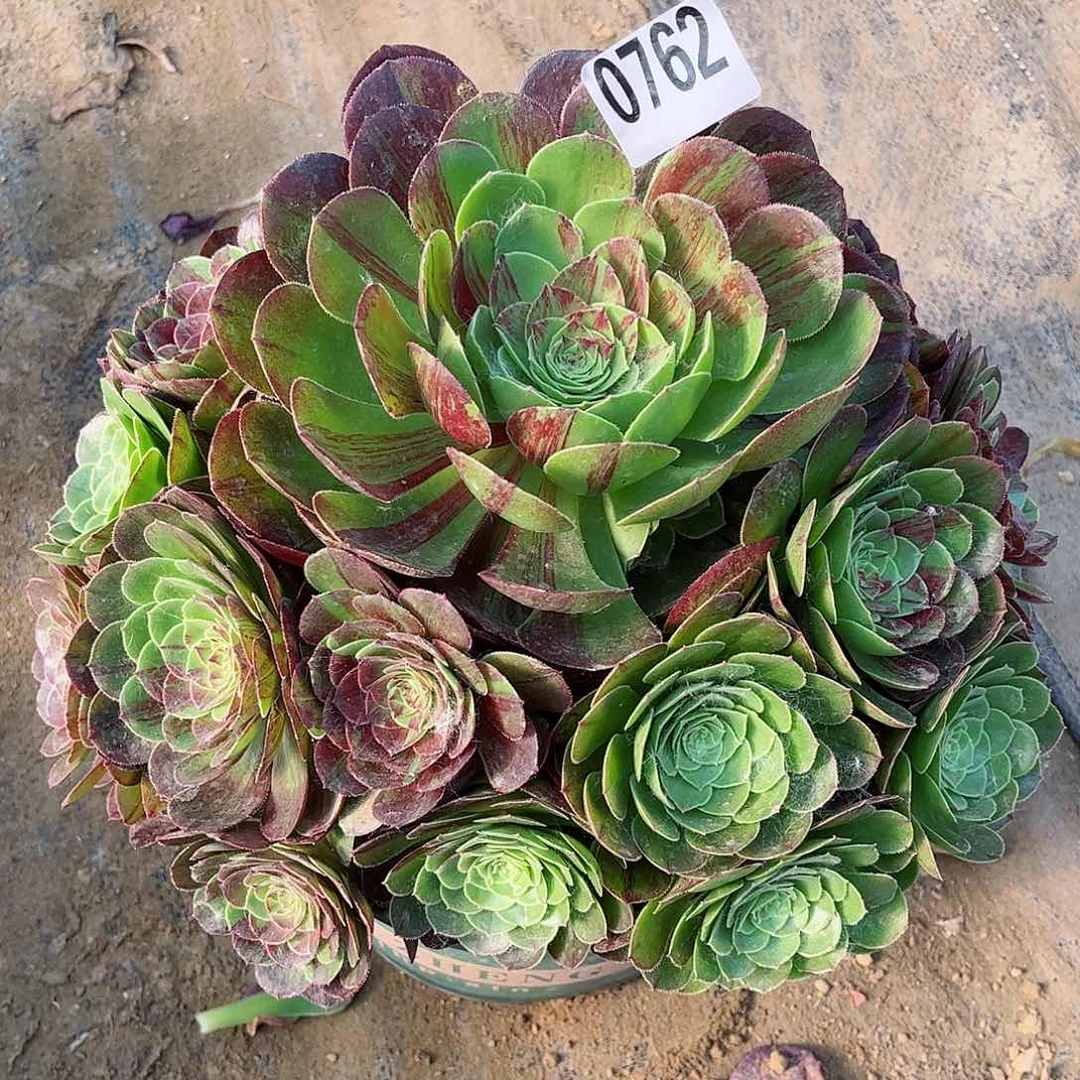 多肉植物762花月夜