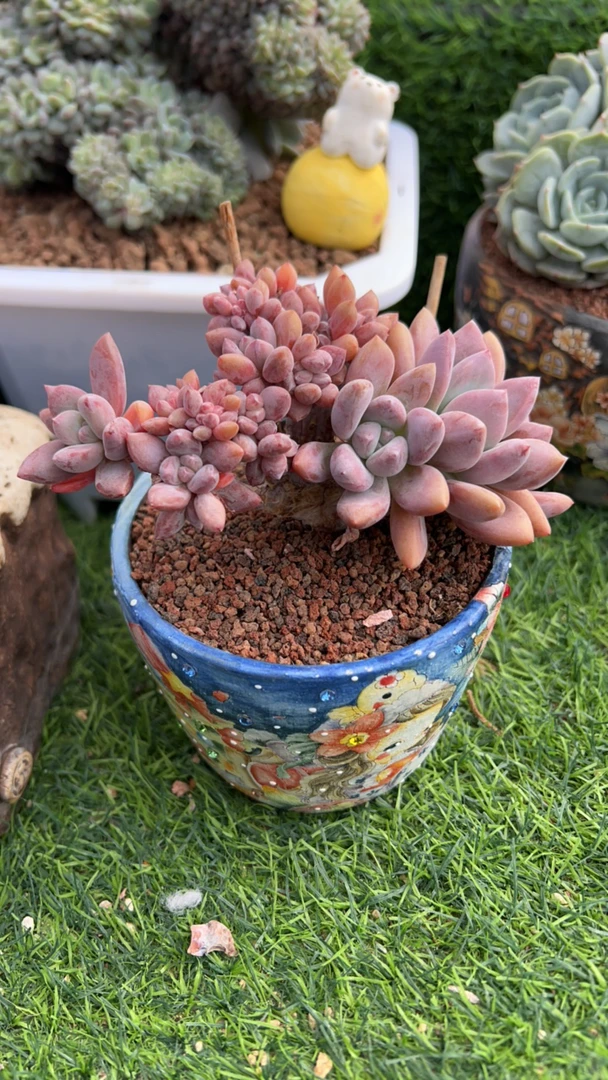 灵灵姐姐微瑕疵奥普缀多肉植物