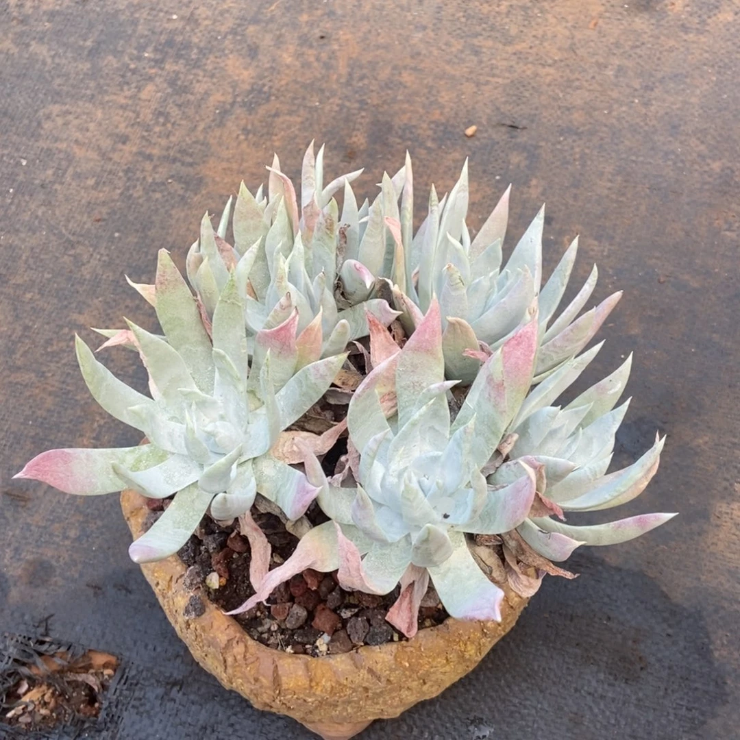 福利多肉植物啦啦啦