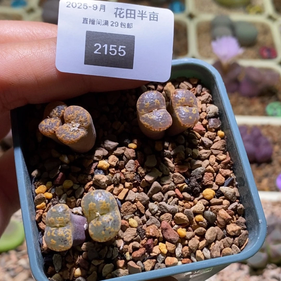 L****2155好看好看好看三颗k