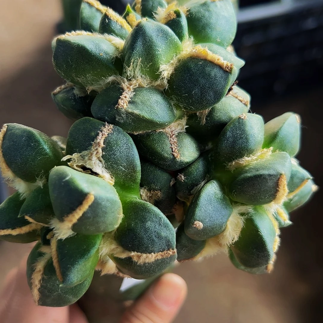 无花朵福利中筋青瓷牡丹324