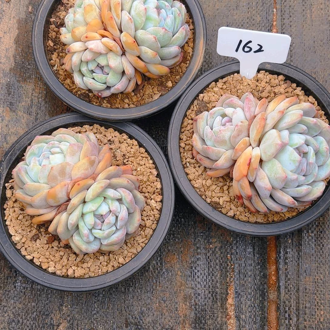 王*✨橙梦露三颗162号一物一拍