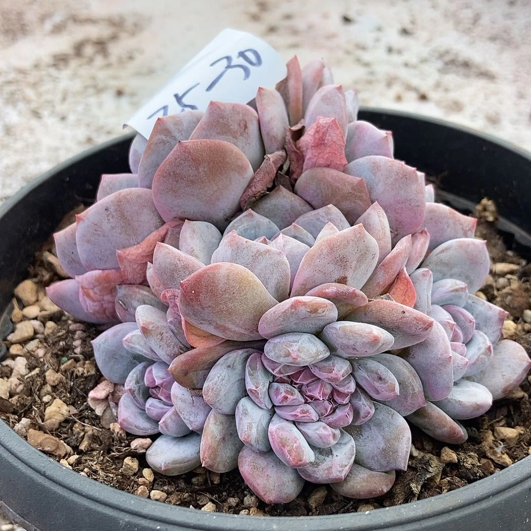 25-30石榴籽缀一物一拍