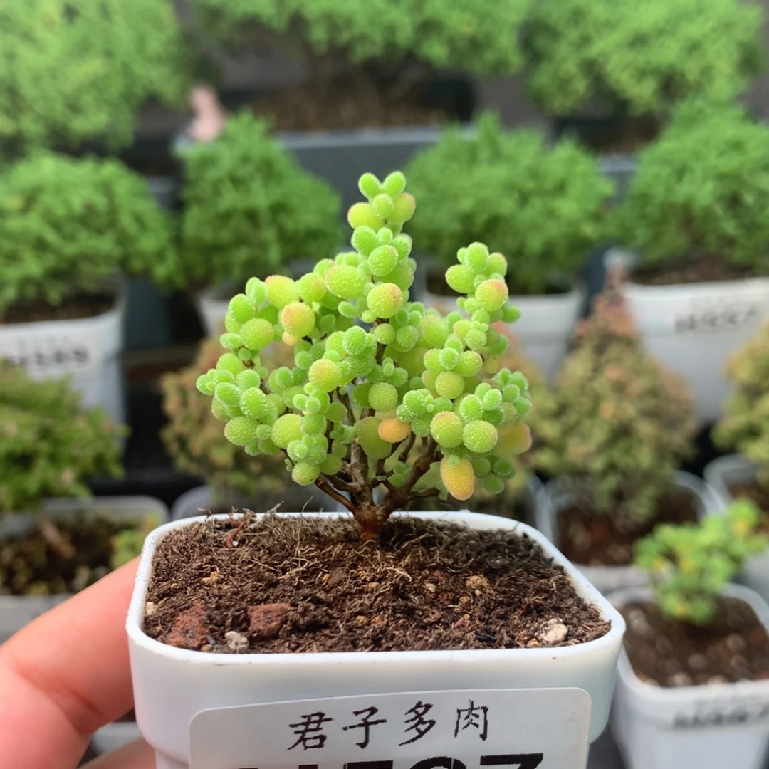 597蜜橘。
