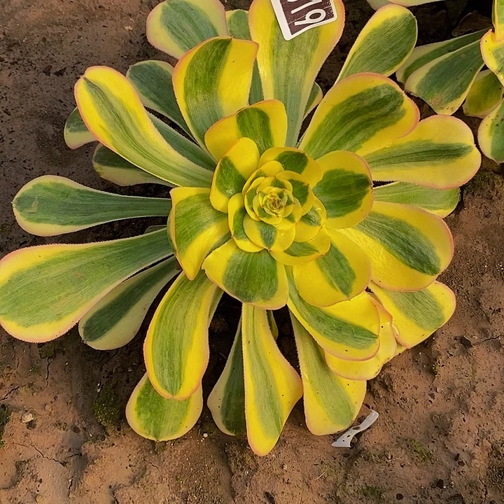 17019号王妃君美丽法师