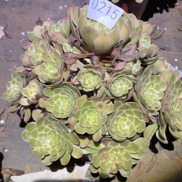 芳***园多肉植物法师215粉花妖