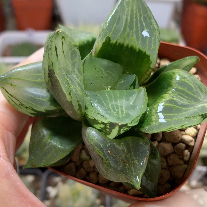 裹般诺带盆土fa huo