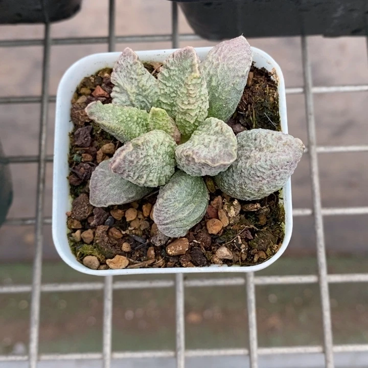 伯克利和格蕾纳等著名音乐家