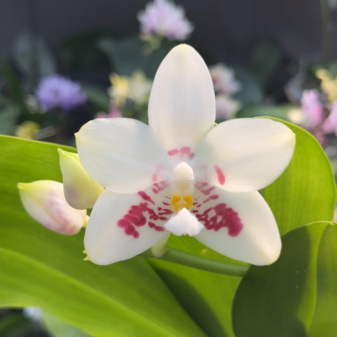 完全开放2.5寸郑敏开花株