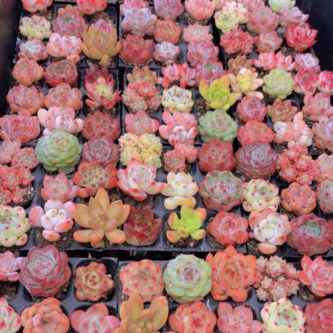 量拍63号 精品小可爱组合9个