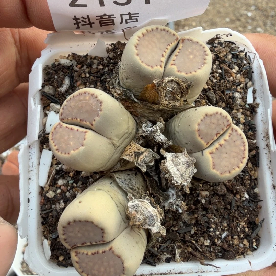 多头。