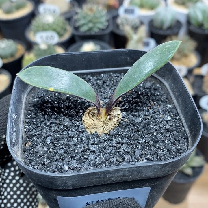 实生灯台百合327号2cm