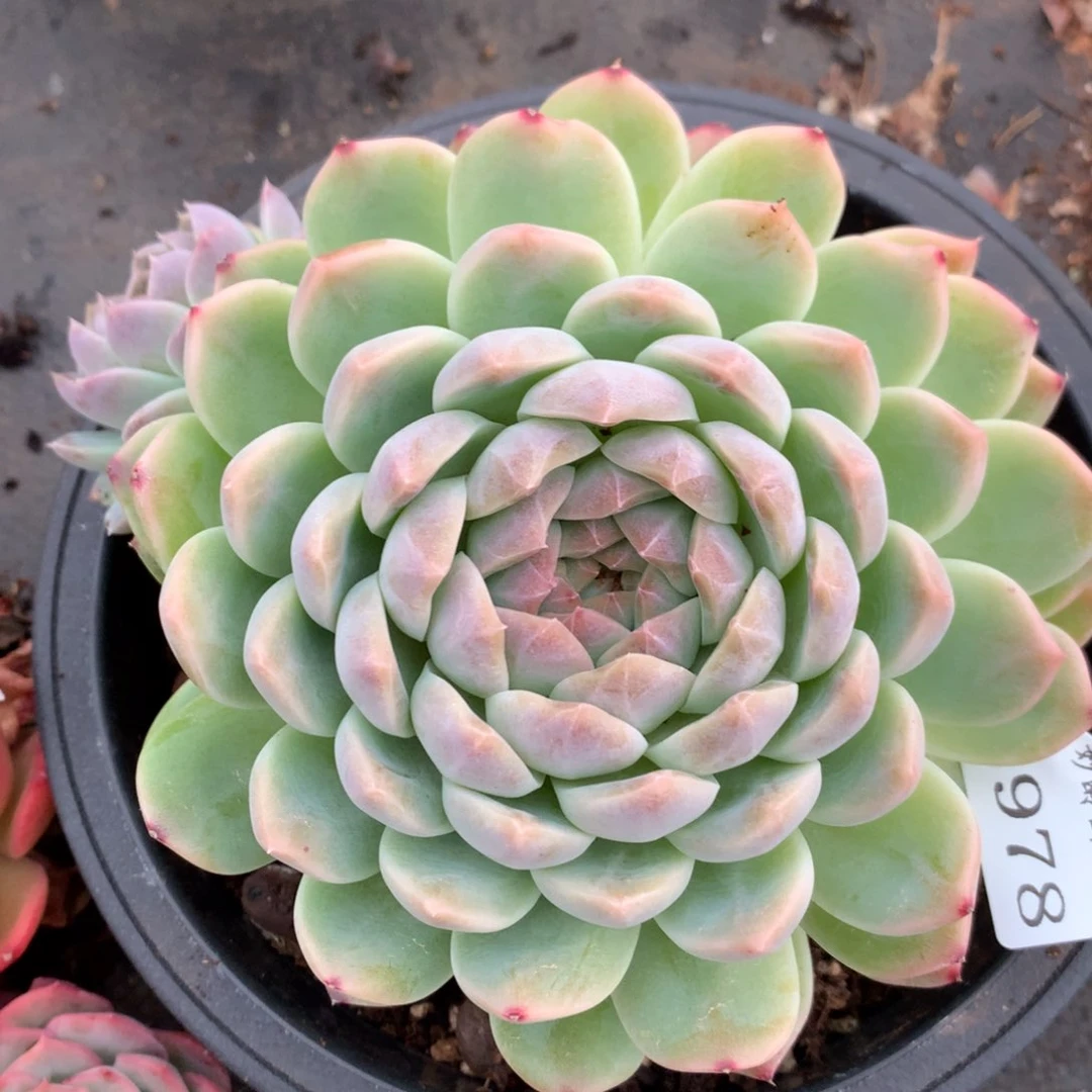 2978杂交多肉植物