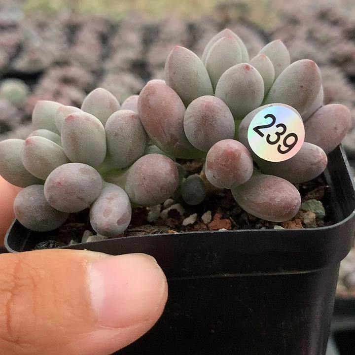 仙子奶酪多肉植物