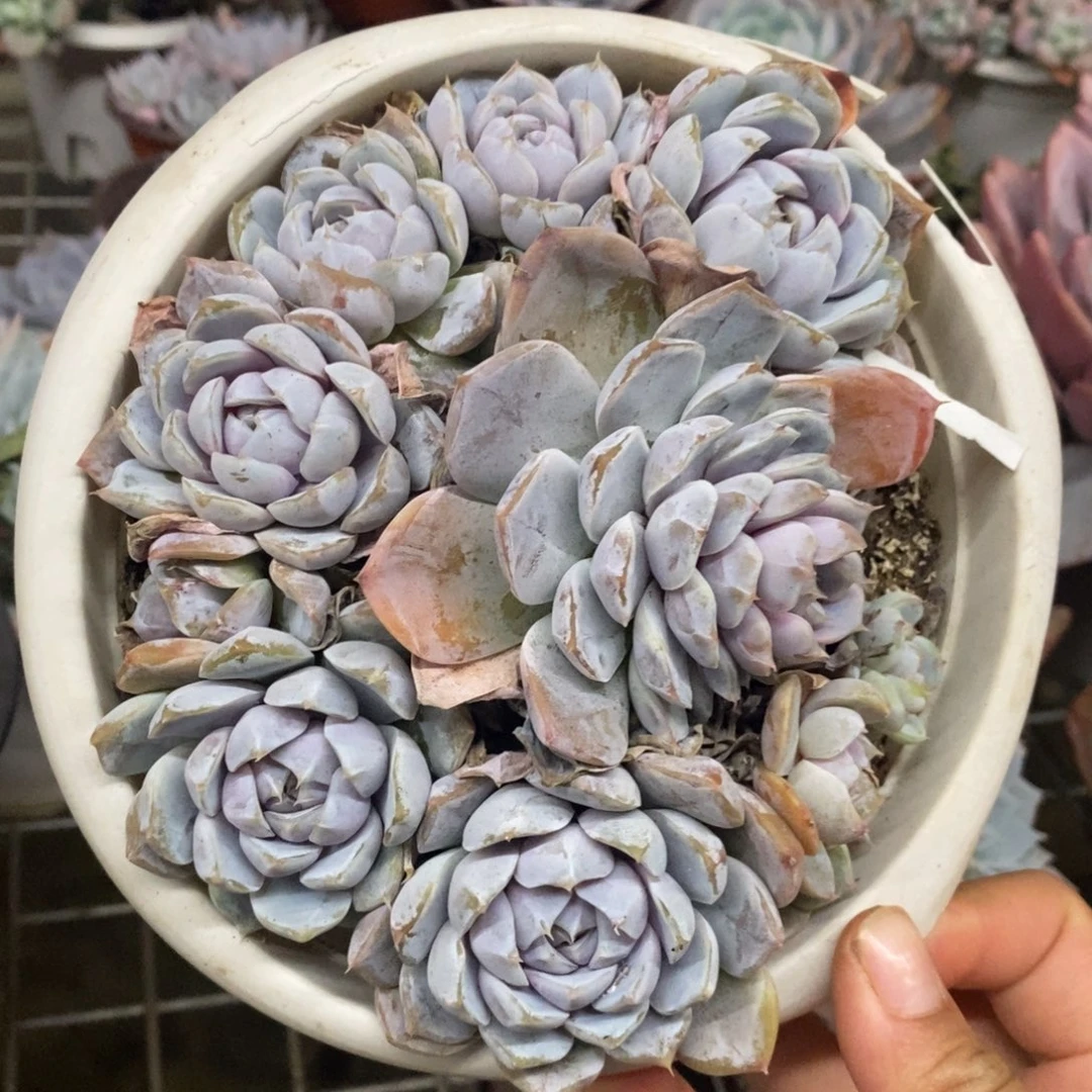 雪兔多头群生手捧