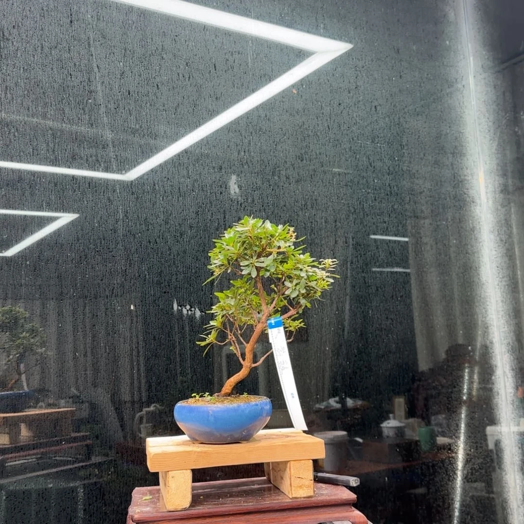 鋮***无花朵花卉苗木花卉苗木