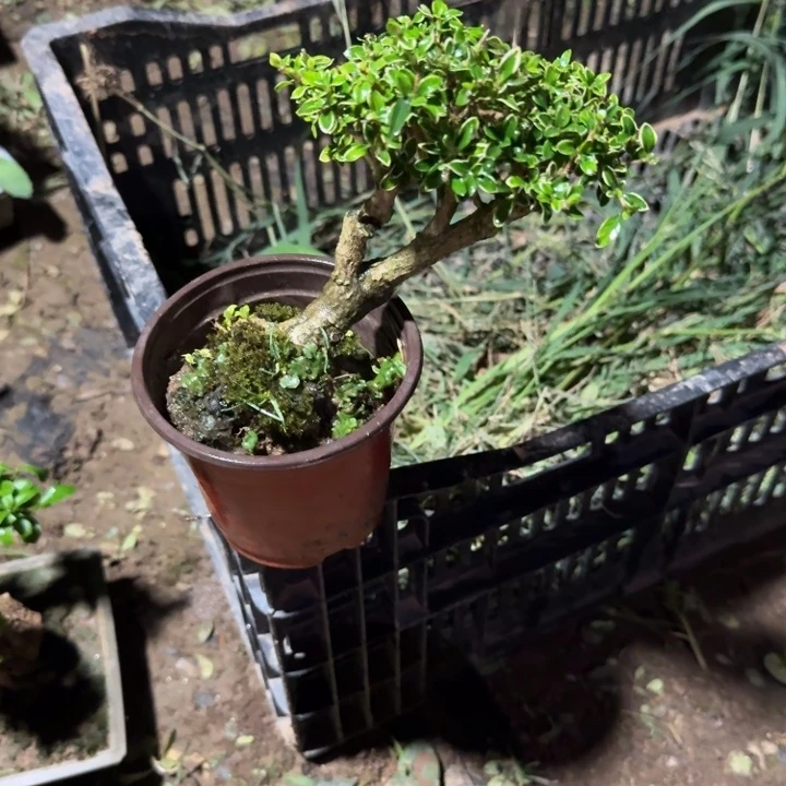 用***3无花朵你都没嗯嗯