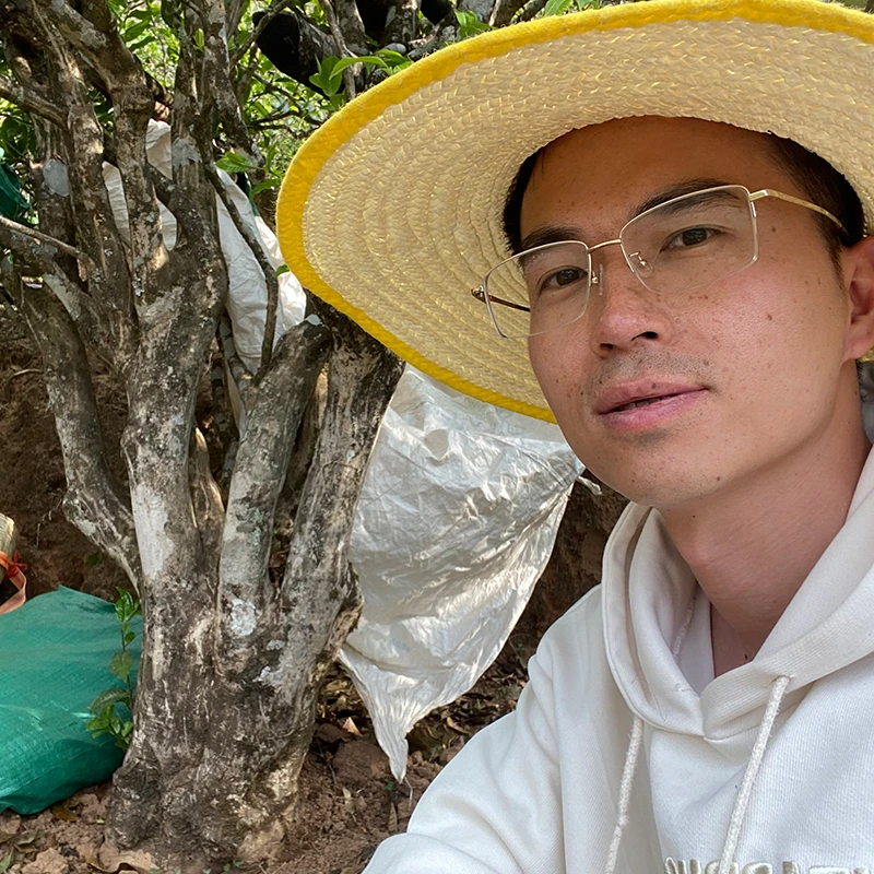 2024年磨烈古树春尾茶普洱生茶龙珠